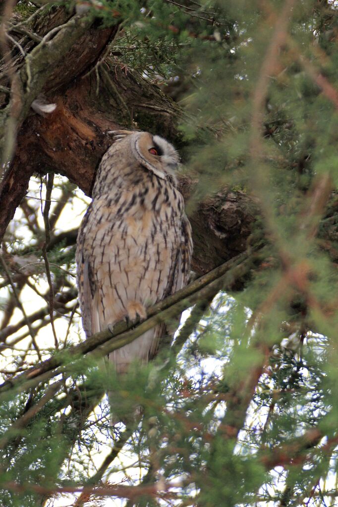 Long-eared Owl