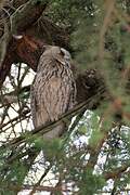 Long-eared Owl