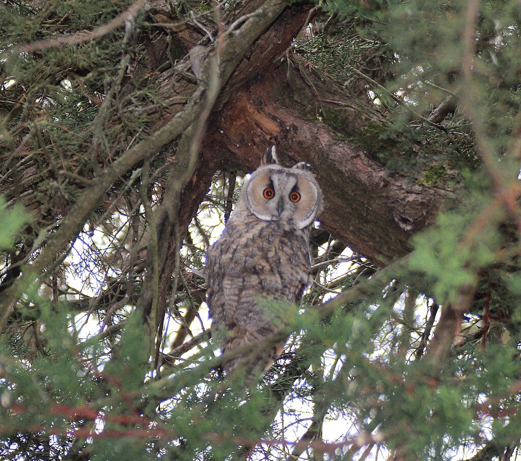 Hibou moyen-duc