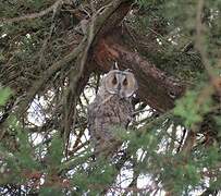 Long-eared Owl