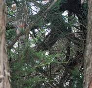 Long-eared Owl