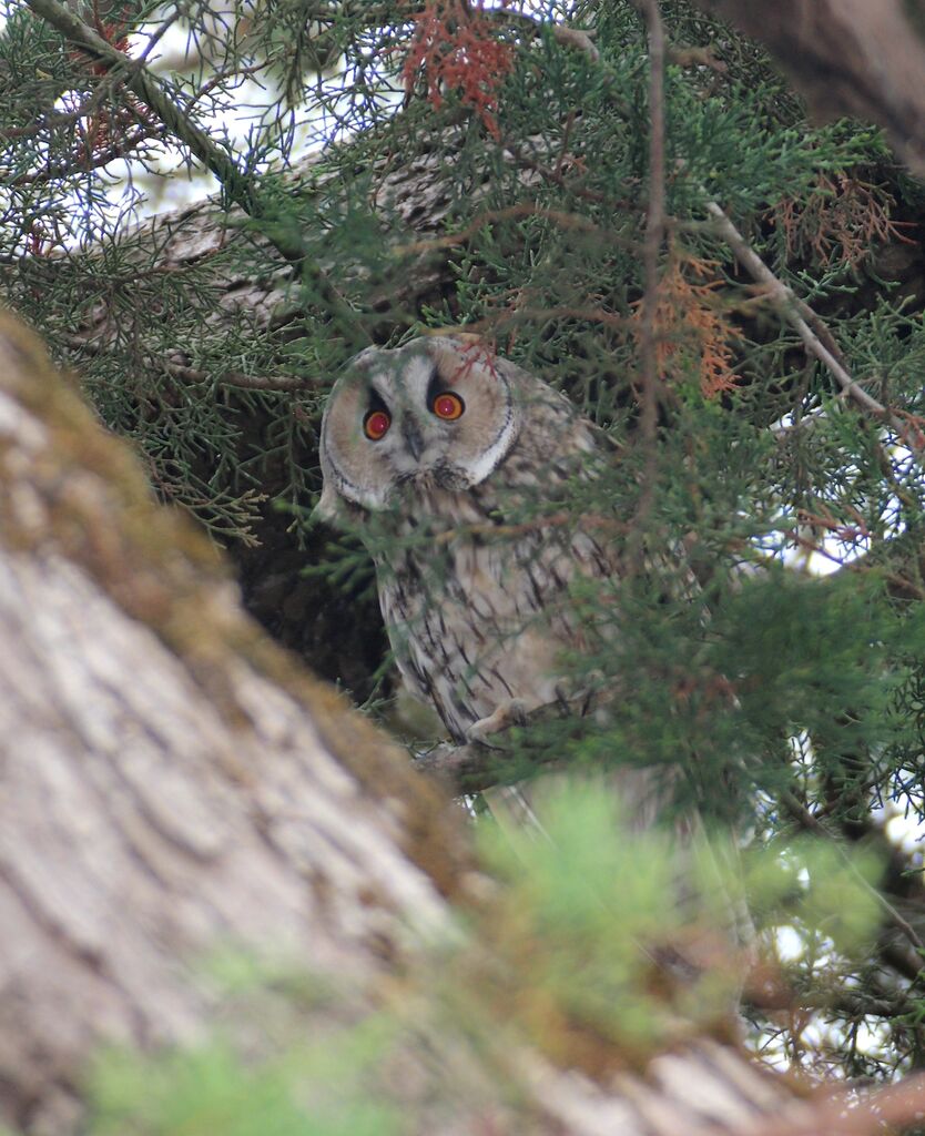 Long-eared Owl