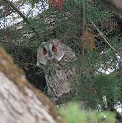 Long-eared Owl