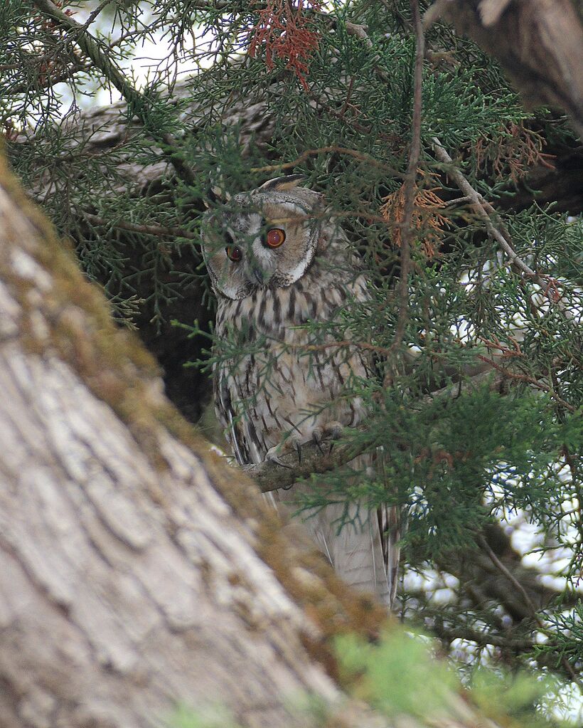 Long-eared Owl