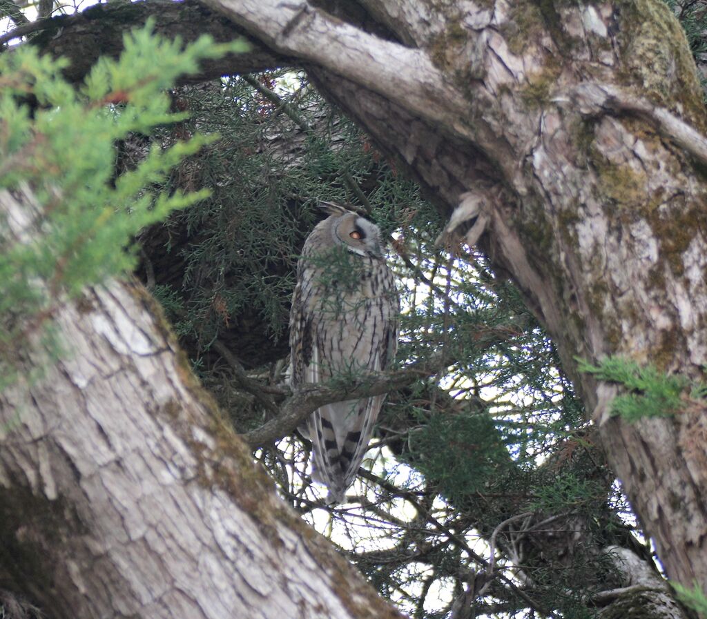 Hibou moyen-duc