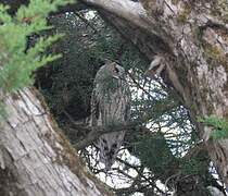 Long-eared Owl