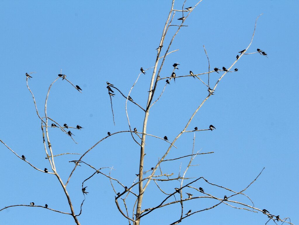 Western House Martin