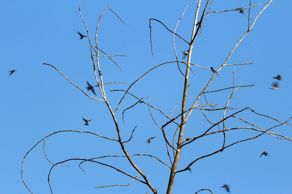 Western House Martin