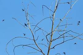 Common House Martin