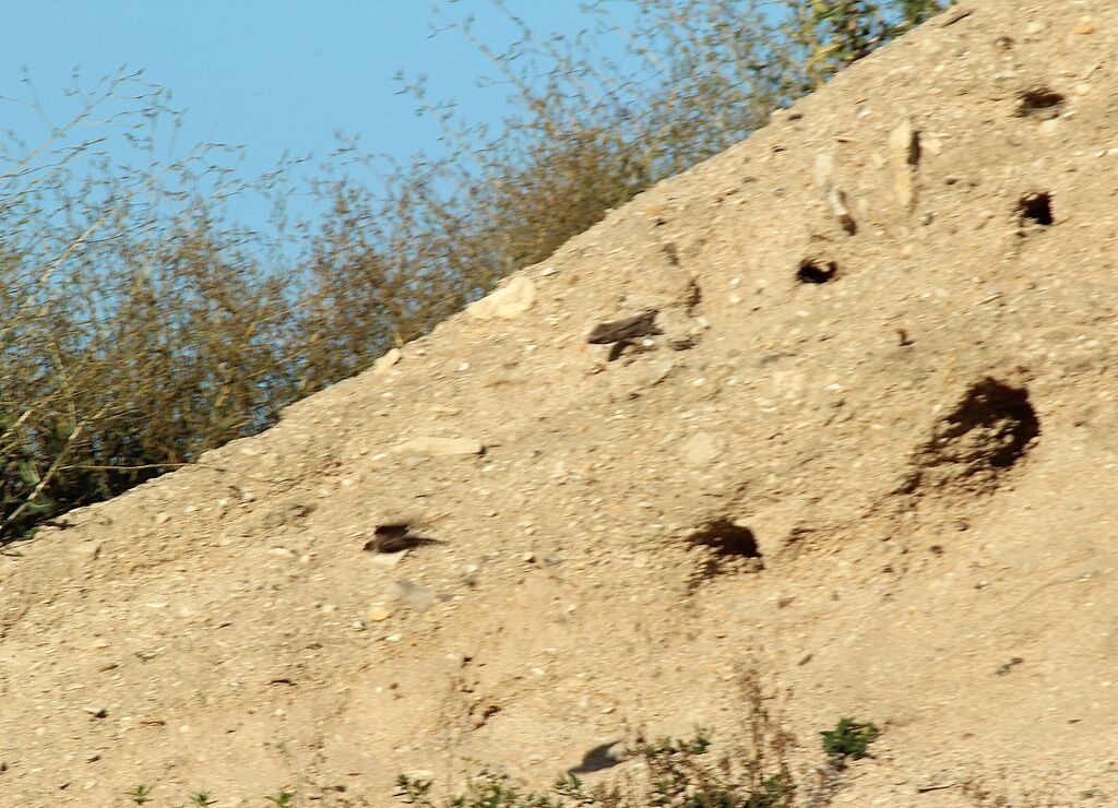 Sand Martin