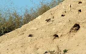 Sand Martin