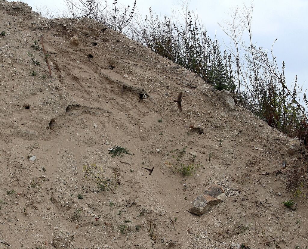 Sand Martin