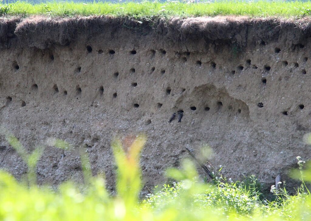 Sand Martin