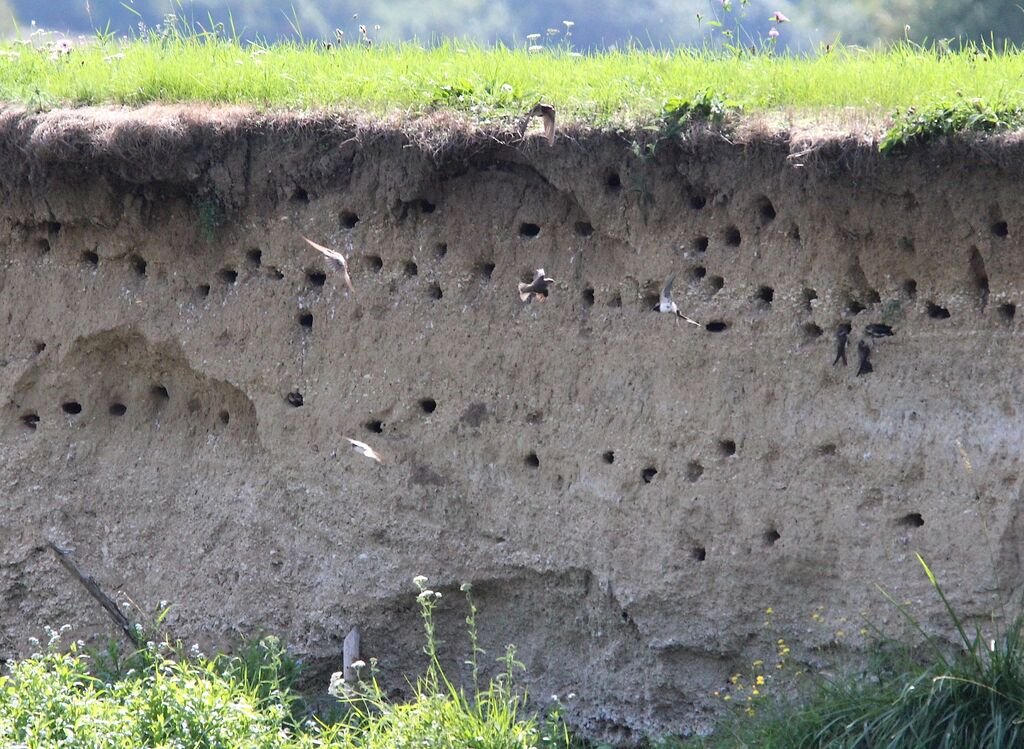 Sand Martin