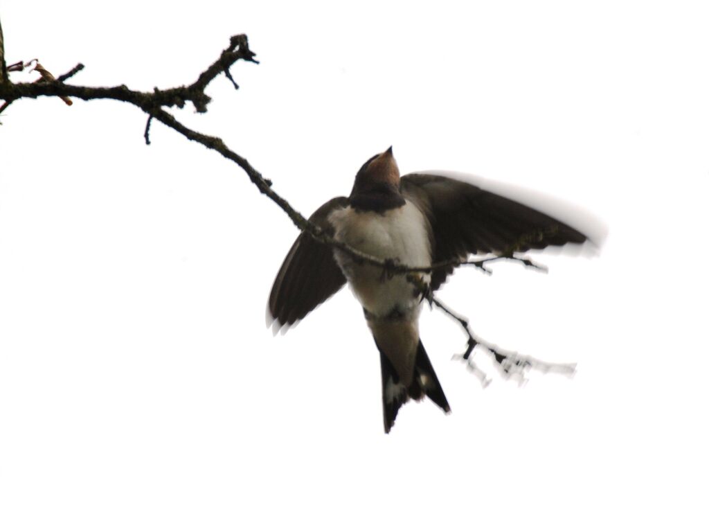 Barn Swallow