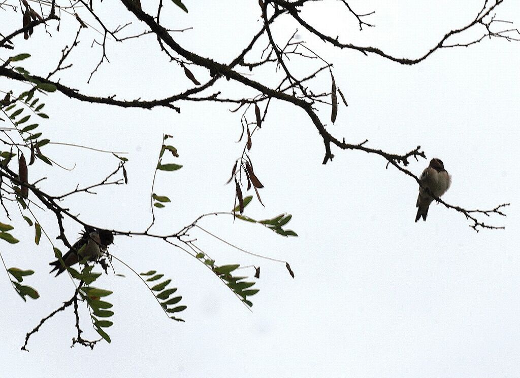 Barn Swallow