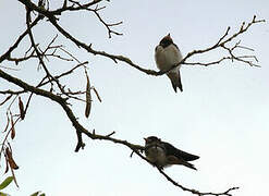 Barn Swallow