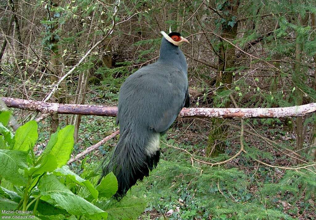 Blue Eared Pheasant male adult, identification