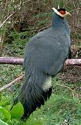 Blue Eared Pheasant