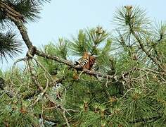 Eurasian Hoopoe