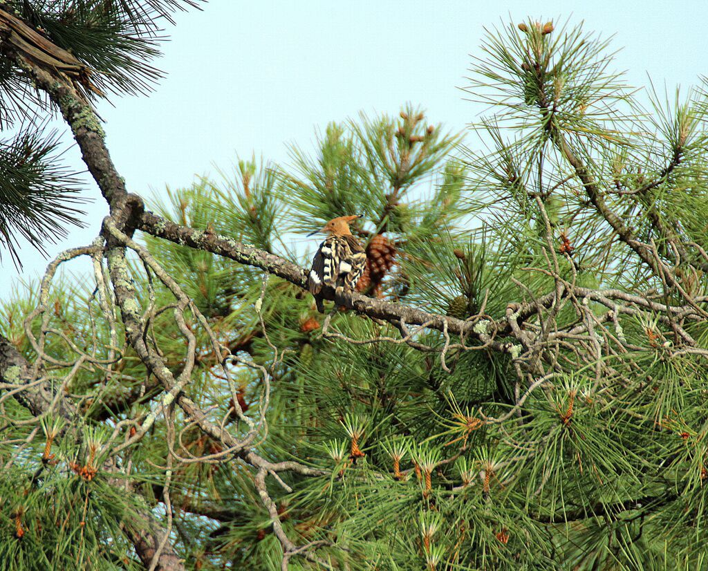 Eurasian Hoopoe