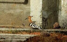 Eurasian Hoopoe