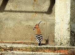 Eurasian Hoopoe