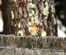 Eurasian Hoopoe