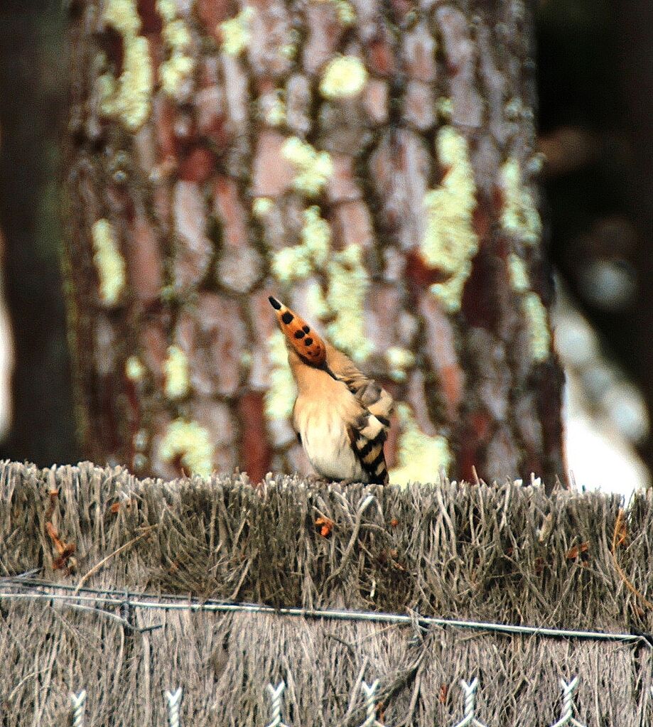 Eurasian Hoopoe