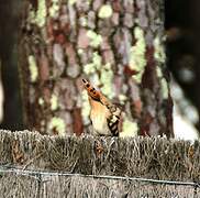 Eurasian Hoopoe