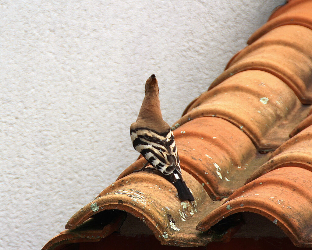 Eurasian Hoopoe