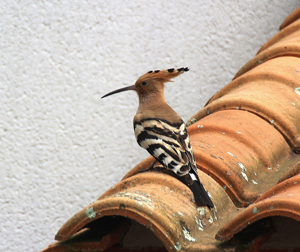 Eurasian Hoopoe