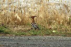 Eurasian Hoopoe