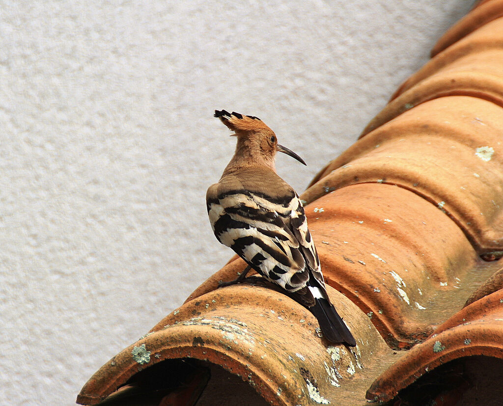 Eurasian Hoopoe