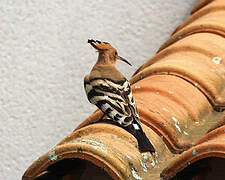 Eurasian Hoopoe