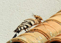 Eurasian Hoopoe