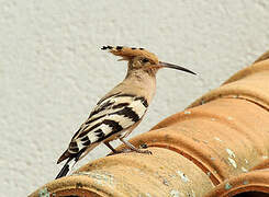 Eurasian Hoopoe