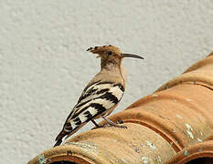 Eurasian Hoopoe