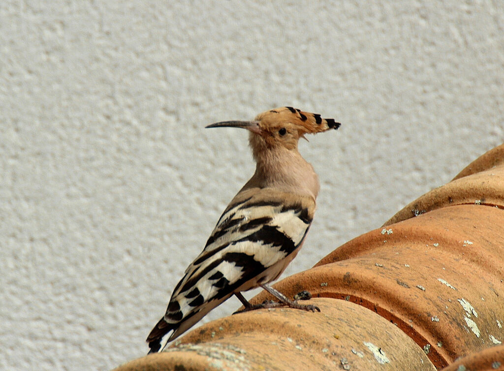 Eurasian Hoopoe