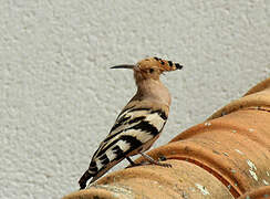 Eurasian Hoopoe