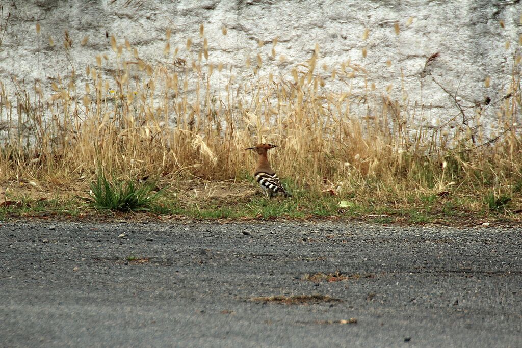 Eurasian Hoopoe