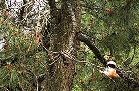 Eurasian Hoopoe