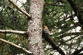 Eurasian Hoopoe