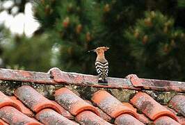 Eurasian Hoopoe