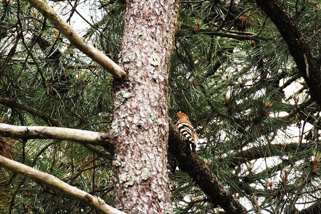 Eurasian Hoopoe