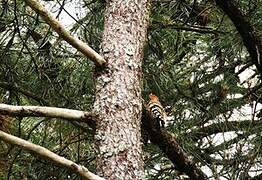 Eurasian Hoopoe