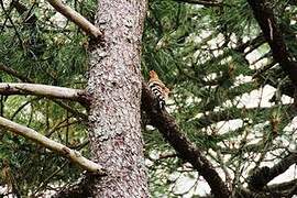 Eurasian Hoopoe