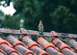 Eurasian Hoopoe