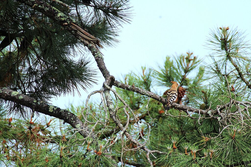 Eurasian Hoopoe