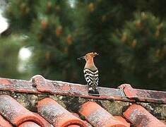 Eurasian Hoopoe